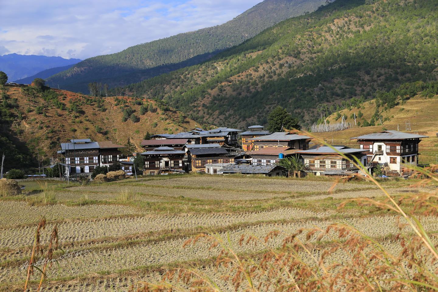 Village Rice Field, Chumey Valley, Bumthang, Bhutan Village Rice Field, Chumey Valley, Bumthang, Bhutan